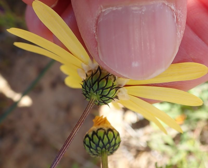 Ursinia cakilefolia, photographed by Peter Warren