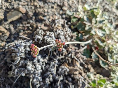 Eriogonum latifolium, photographed by Zac Peterson