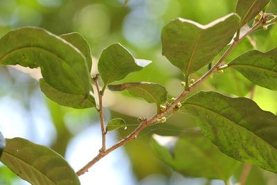 Casearia zeylanica, photographed by Dinesh Valke