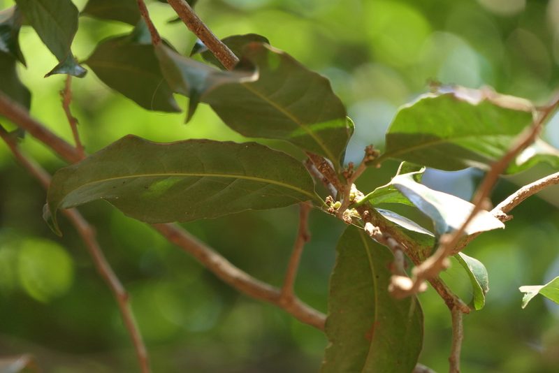 Casearia zeylanica, photographed by Dinesh Valke