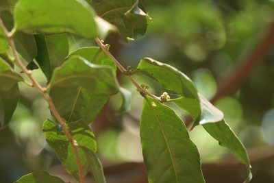 Casearia zeylanica, photographed by Dinesh Valke