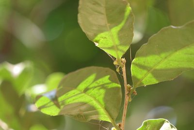 Casearia zeylanica, photographed by Dinesh Valke