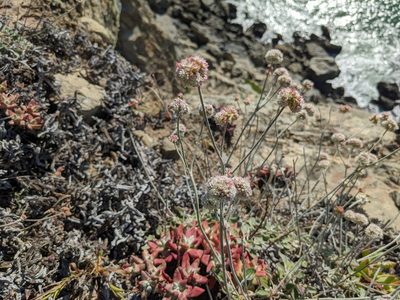 Eriogonum latifolium, photographed by Zac Peterson