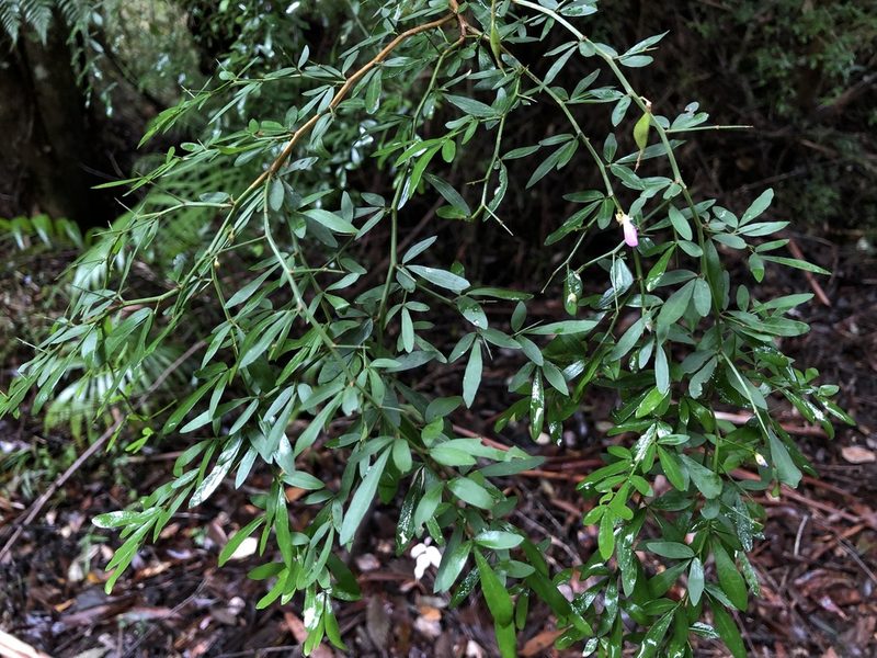 Pedleya acanthoclada, photographed by Samuel Frankel