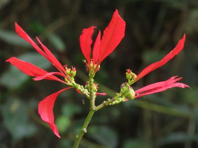 Euphorbia pulcherrima, photographed by chiuluan