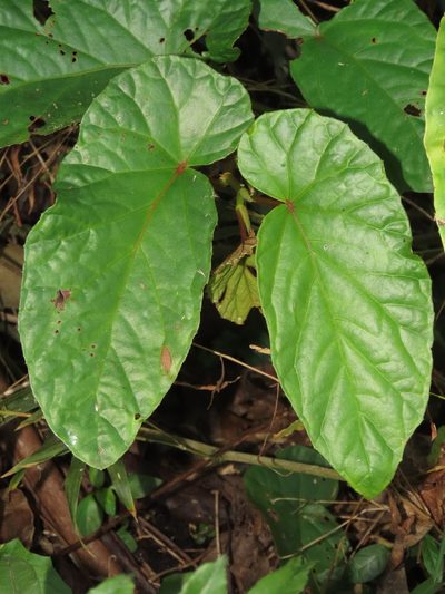 Begonia longifolia, photographed by chiuluan