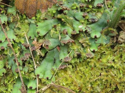 Marchantia pinnata, photographed by chiuluan