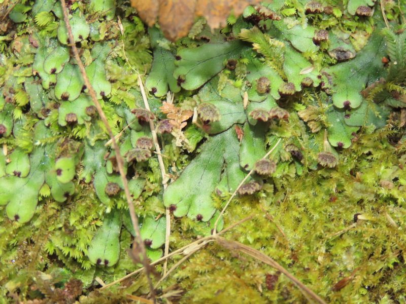 Marchantia pinnata, photographed by chiuluan