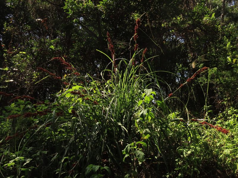 Carex baccans, photographed by chiuluan