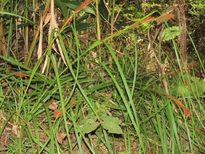 Carex baccans, photographed by chiuluan