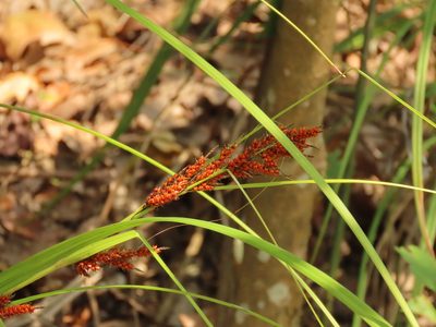 Carex baccans, photographed by chiuluan