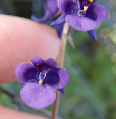 Diascia veronicoides, photographed by Peter Warren