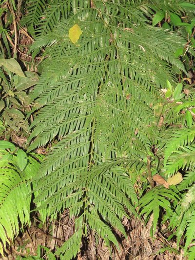 Woodwardia prolifera, photographed by chiuluan