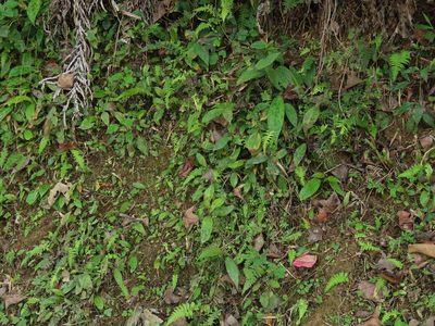 Tricyrtis formosana, photographed by chiuluan