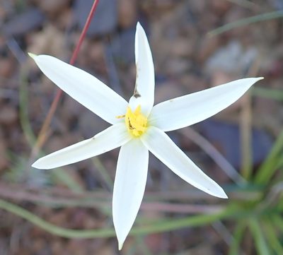Pauridia serrata, photographed by Peter Warren