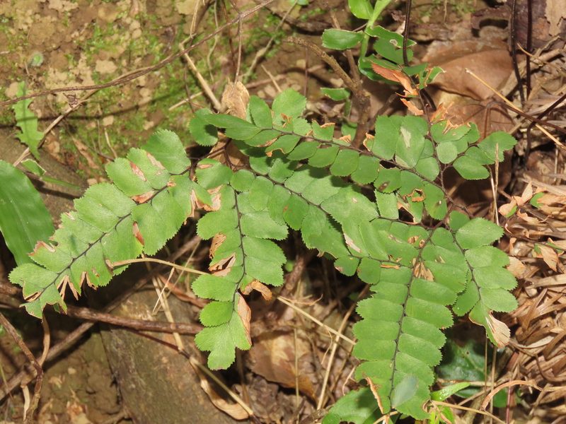 Adiantum flabellulatum, photographed by chiuluan