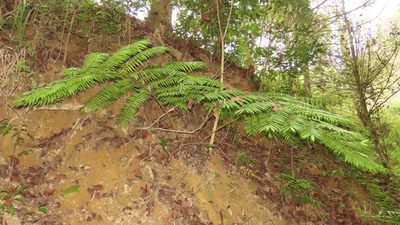 Angiopteris lygodiifolia, photographed by chiuluan