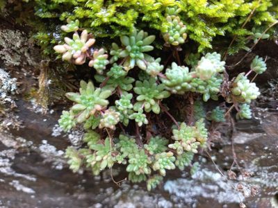 Sedum hirsutum, photographed by Pere Barnola