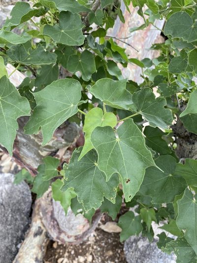 Sterculia africana, photographed by Dave U