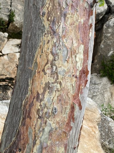 Sterculia africana, photographed by Dave U