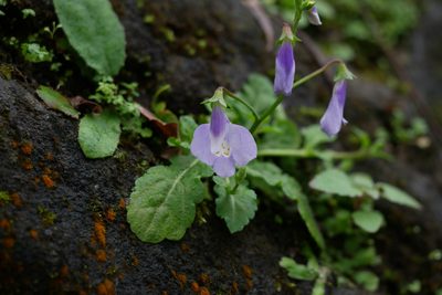 Mazus fauriei, photographed by Moogoo Lee