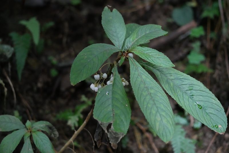 Rhynchotechum discolor, photographed by Moogoo Lee