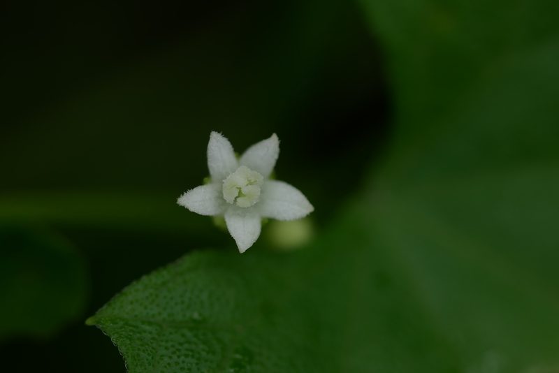 Zehneria guamensis, photographed by Moogoo Lee