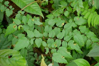 Aralia bipinnata, photographed by Moogoo Lee