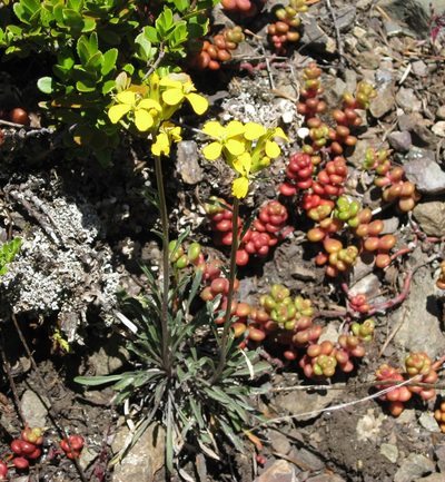 Erysimum arenicola, photographed by John Brew