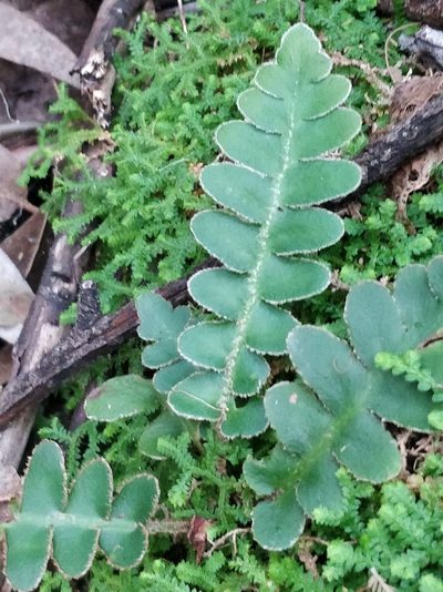 Asplenium lolegnamense, photographed by Vítor Jorge