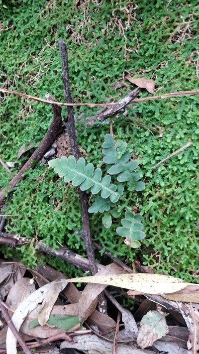 Asplenium lolegnamense, photographed by Vítor Jorge