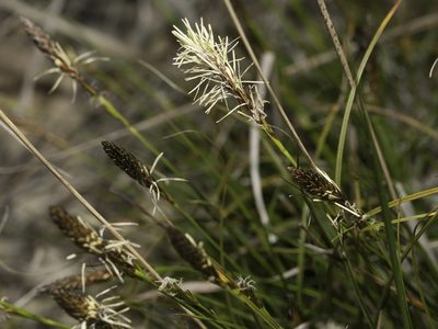 Carex halleriana, photographed by Tim Johnson