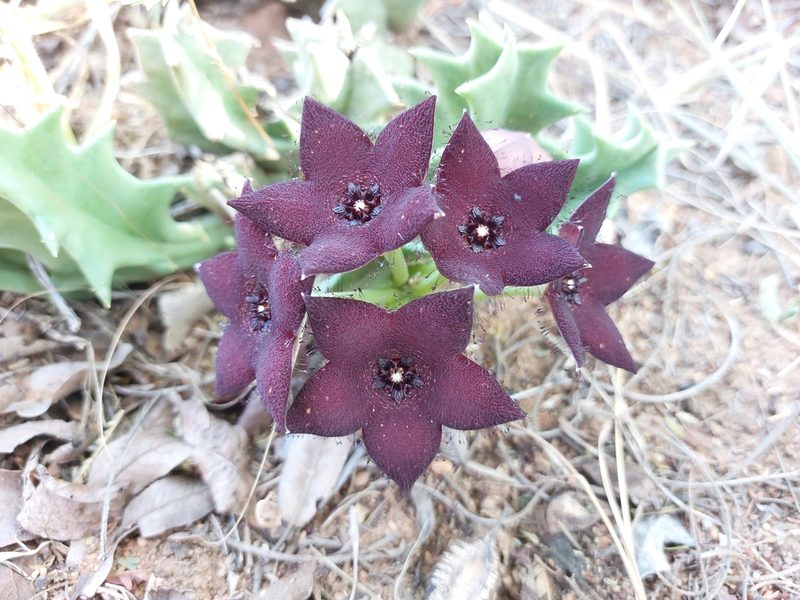 Orbea melanantha, photographed by Manuel R Popp