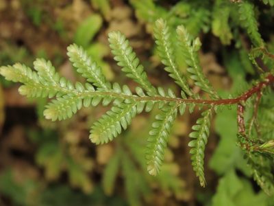 Selaginella delicatula, photographed by chiuluan