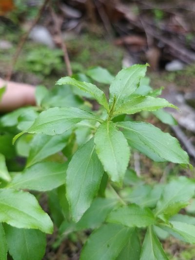 Hypericum glandulosum, photographed by Vítor Jorge