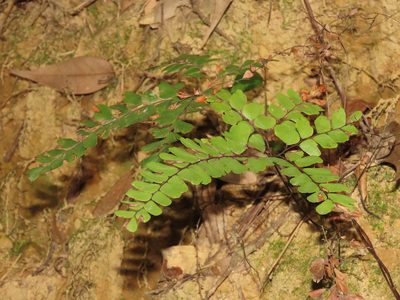 Adiantum flabellulatum, photographed by chiuluan