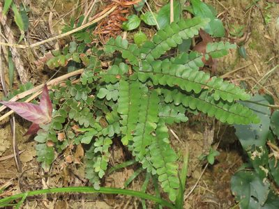 Adiantum flabellulatum, photographed by chiuluan