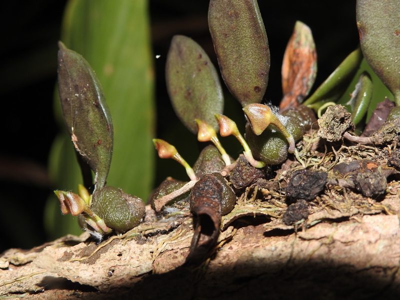 Bulbophyllum stocksii, photographed by Hopeland