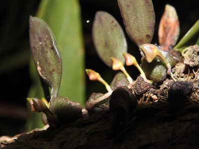 Bulbophyllum stocksii, photographed by Hopeland