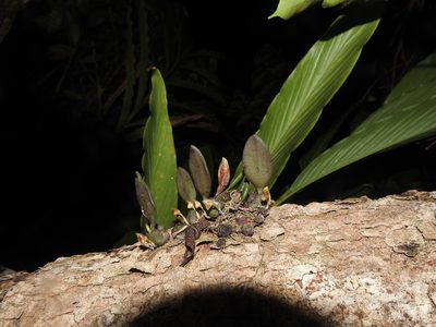 Bulbophyllum stocksii, photographed by Hopeland