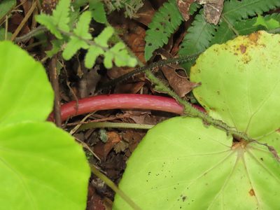 Begonia fenicis, photographed by chiuluan