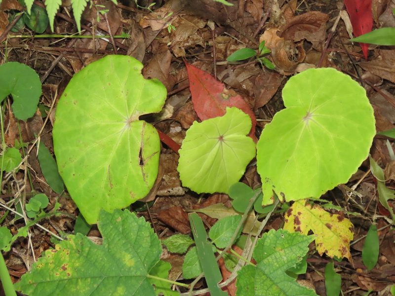 Begonia fenicis, photographed by chiuluan