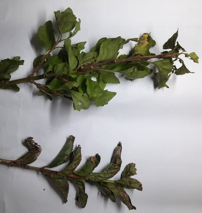Premna microphylla, photographed by 胡正恆(Jackson Hu)
