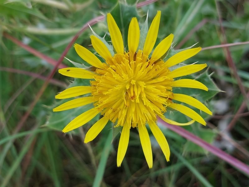 Berkheya onopordifolia, photographed by Manuel R Popp