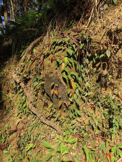 Ficus sarmentosa, photographed by chiuluan