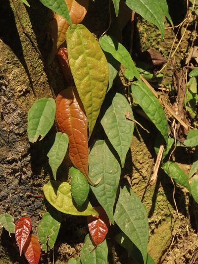 Ficus sarmentosa, photographed by chiuluan