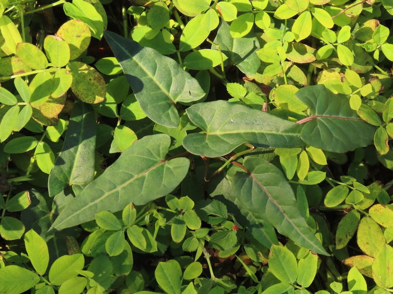 Reynoutria multiflora, photographed by chiuluan