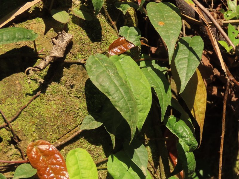 Ficus sarmentosa, photographed by chiuluan