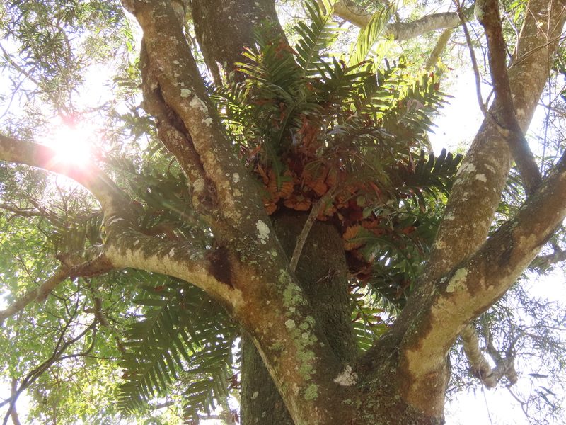 Drynaria coronans, photographed by chiuluan