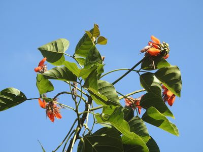 Erythrina variegata, photographed by Hopeland